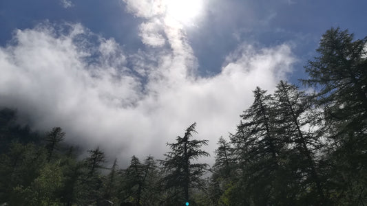 SOGGIORNO IN MONTAGNA: ATTRAVERSO GLI OCCHI DI UN BOSCO.