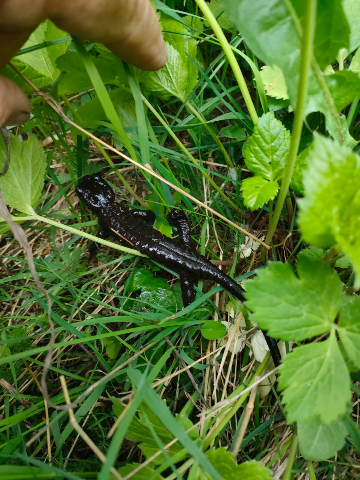 30 AGOSTO 2026 ESCURSIONE NATURALISTICA NEL PARCO DEL MONVISO... ALLA SCOPERTA DELLA SALAMANDRA DI LANZA