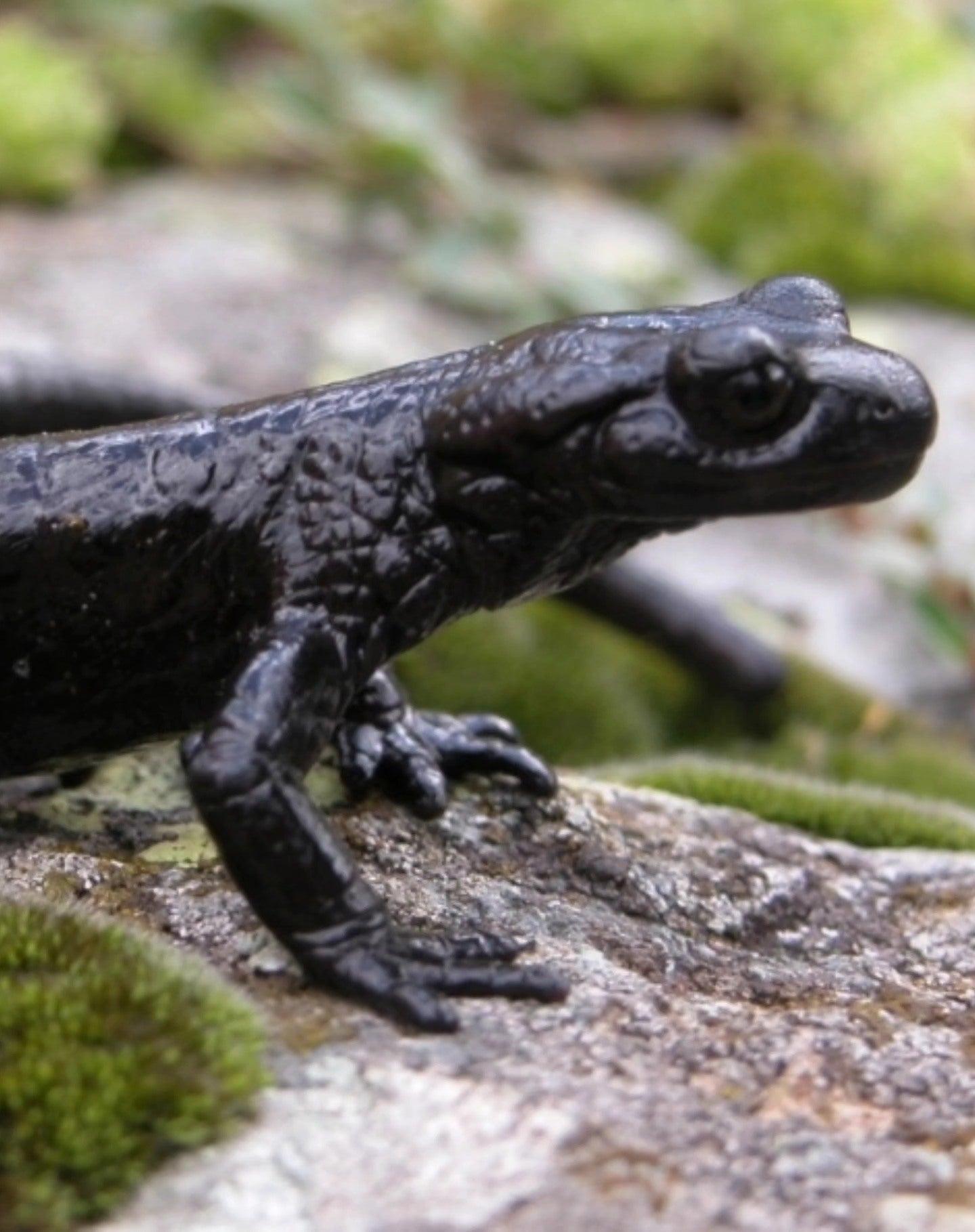 20-21 SETTEMBRE 2025 - RIFUGIO JERVIS ALLA SCOPERTA DELLA SALAMANDRA DI LANZA